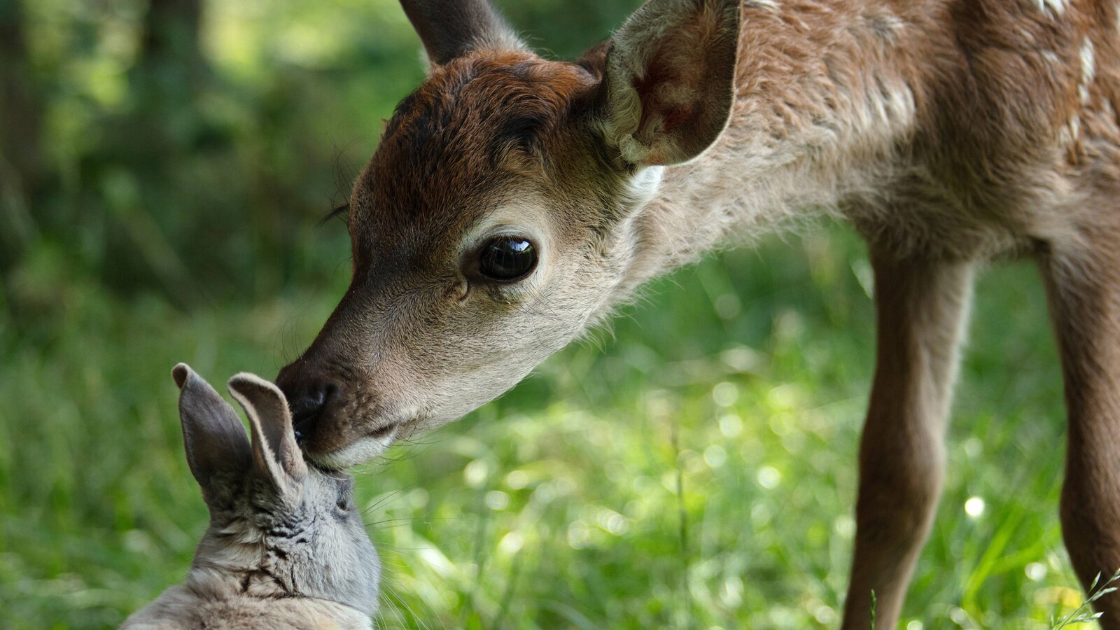 bambi-et-eventyr-om-livet-i-skogen-2024