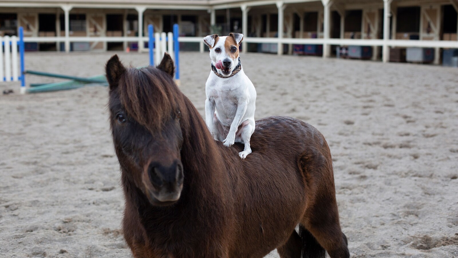 Adventures of Dally & Spanky