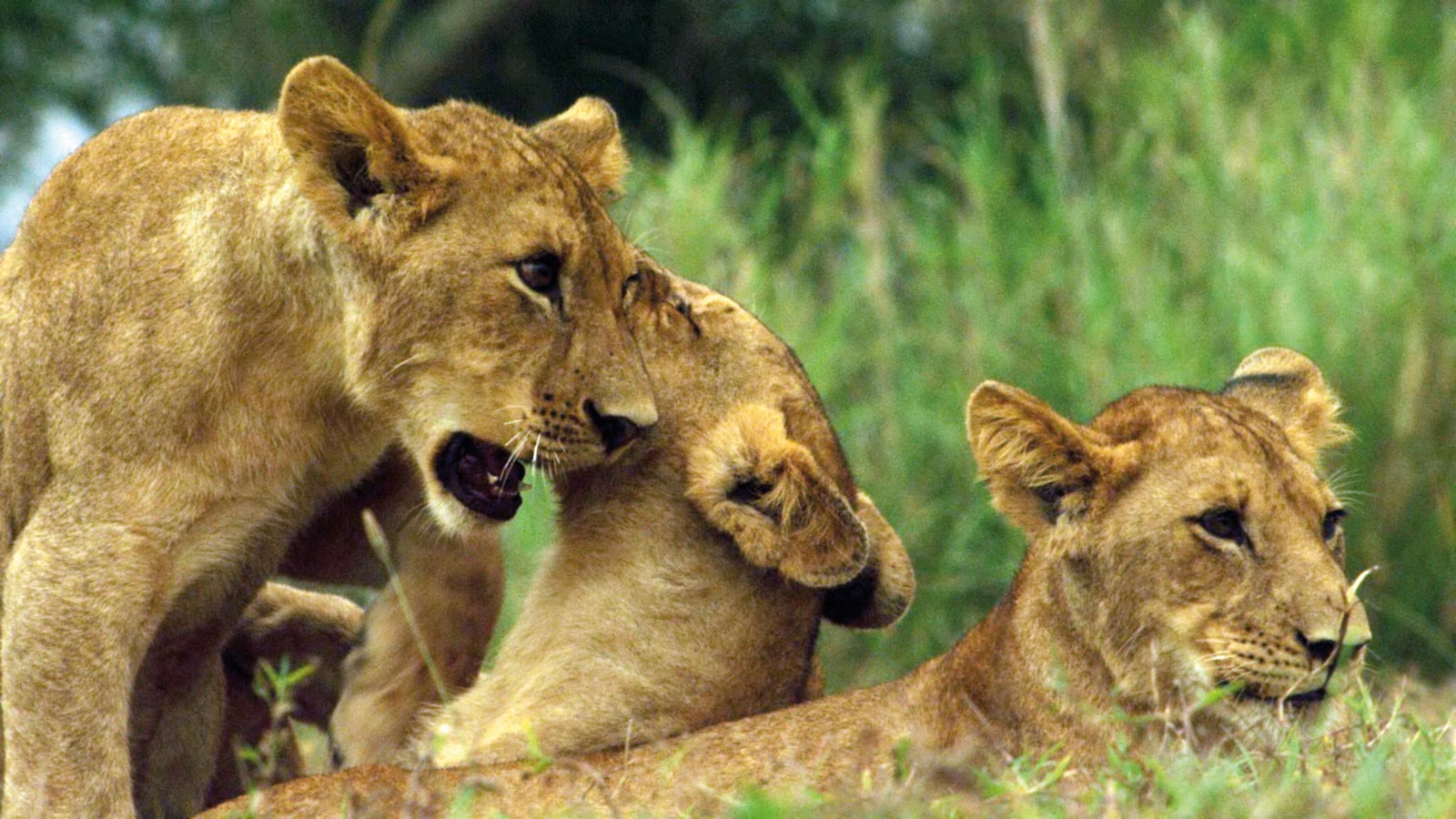 gorongosa-park-rebirth-of-paradise