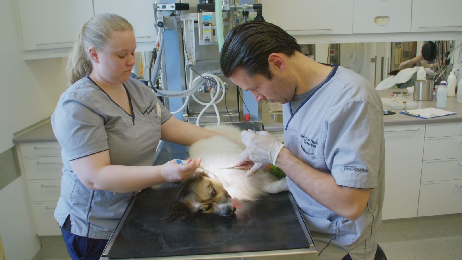 Veterinærene