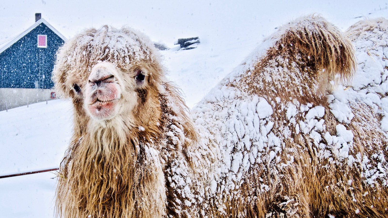 the-arctic-camels-2019