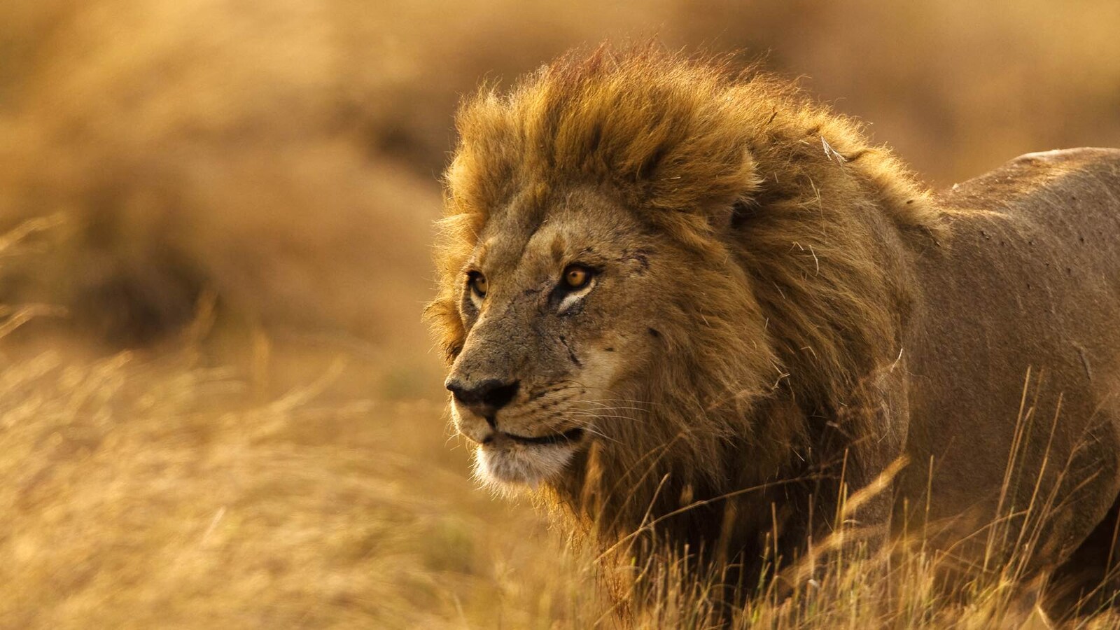 game-of-lions-2013