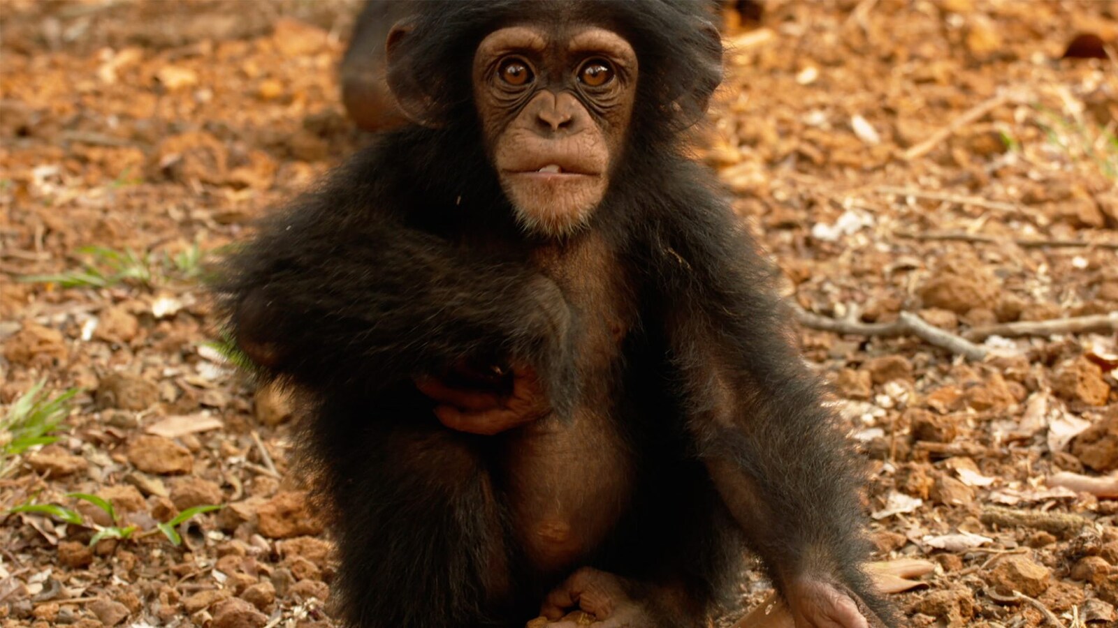 chimp-school-2017