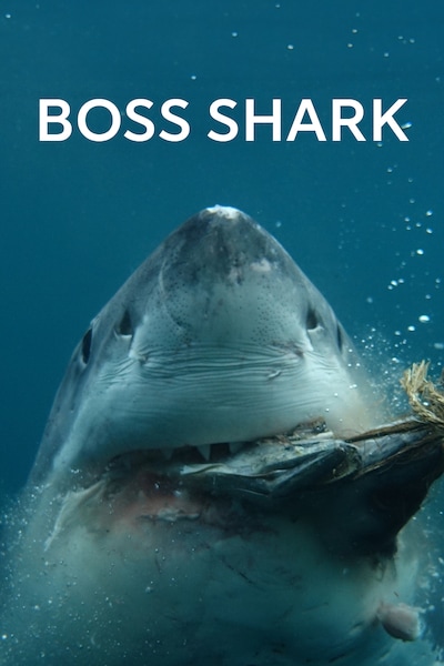 boss-shark-2024
