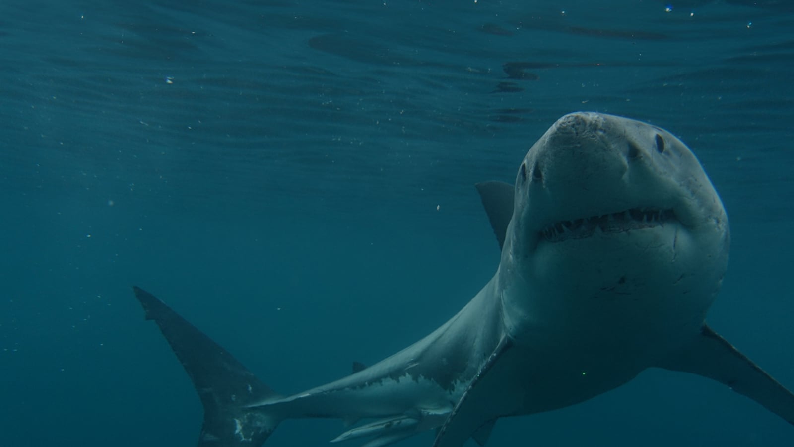 Boss Shark