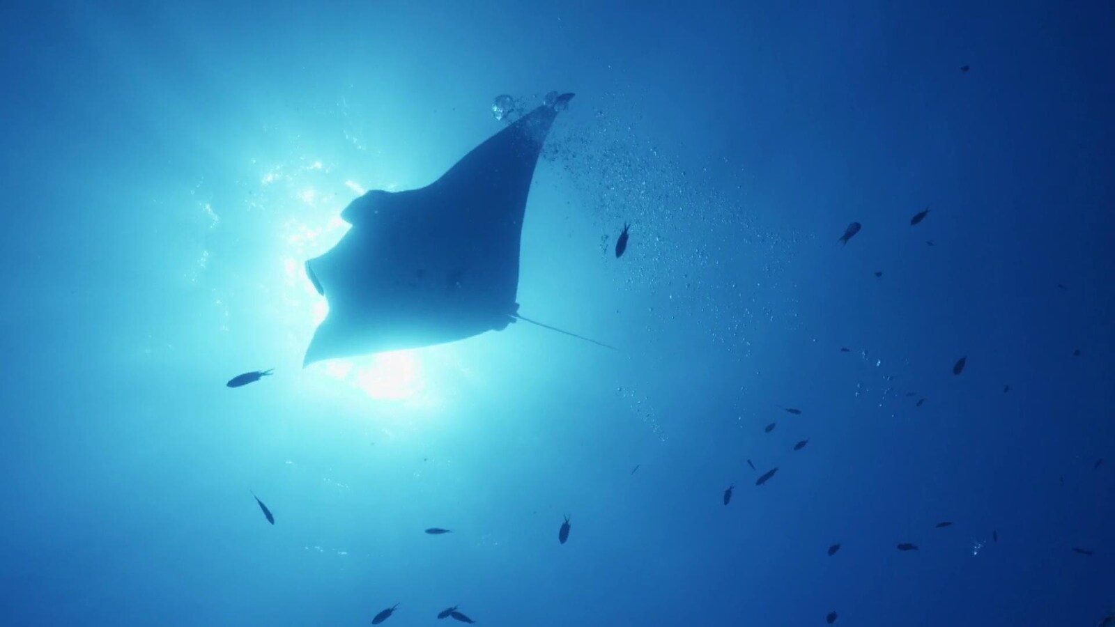 Attenborough's Global Adventure