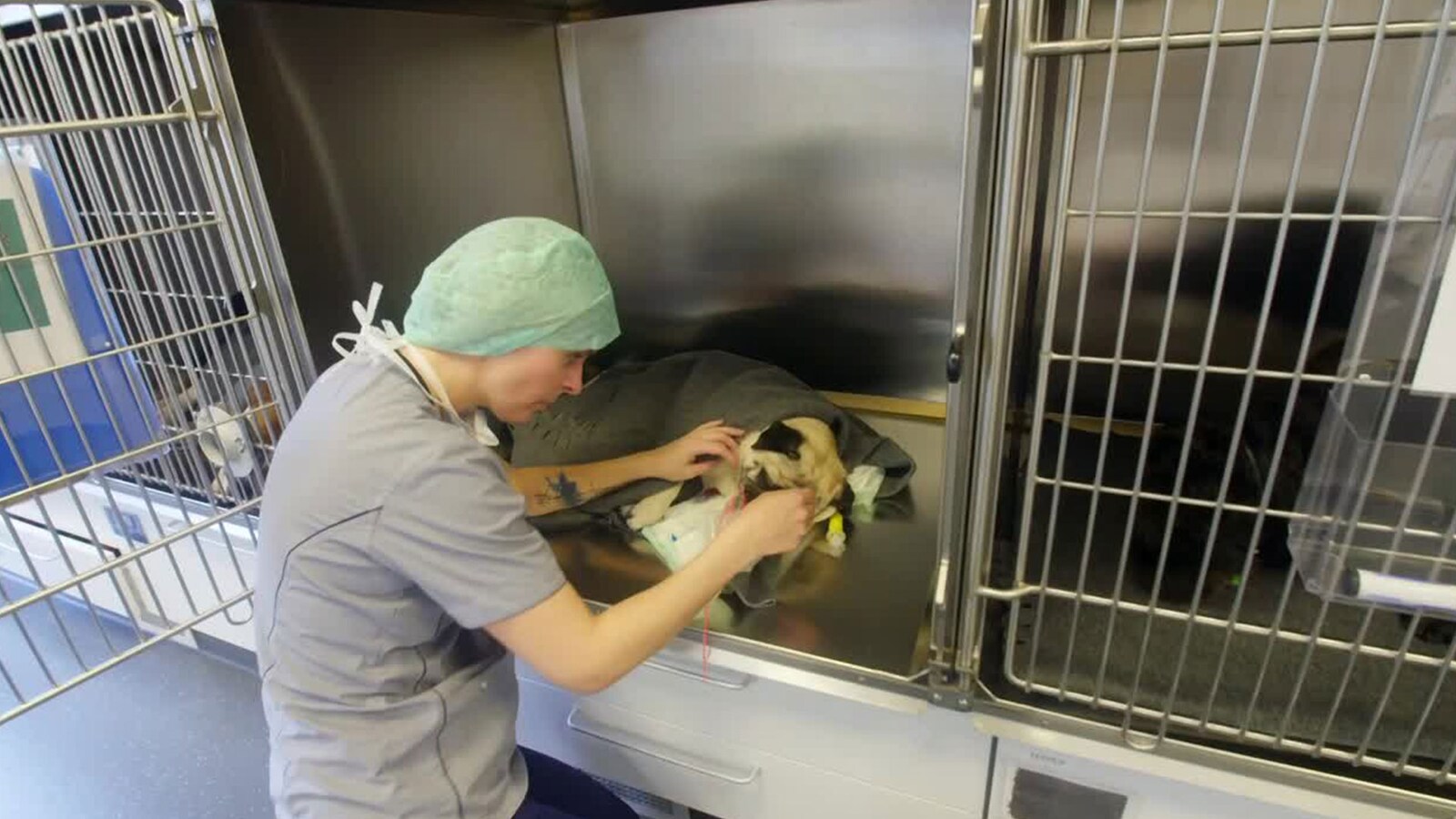 Veterinærene