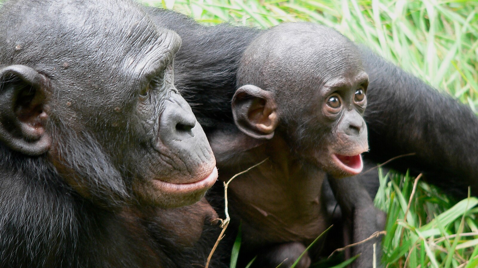 bonobos-2011