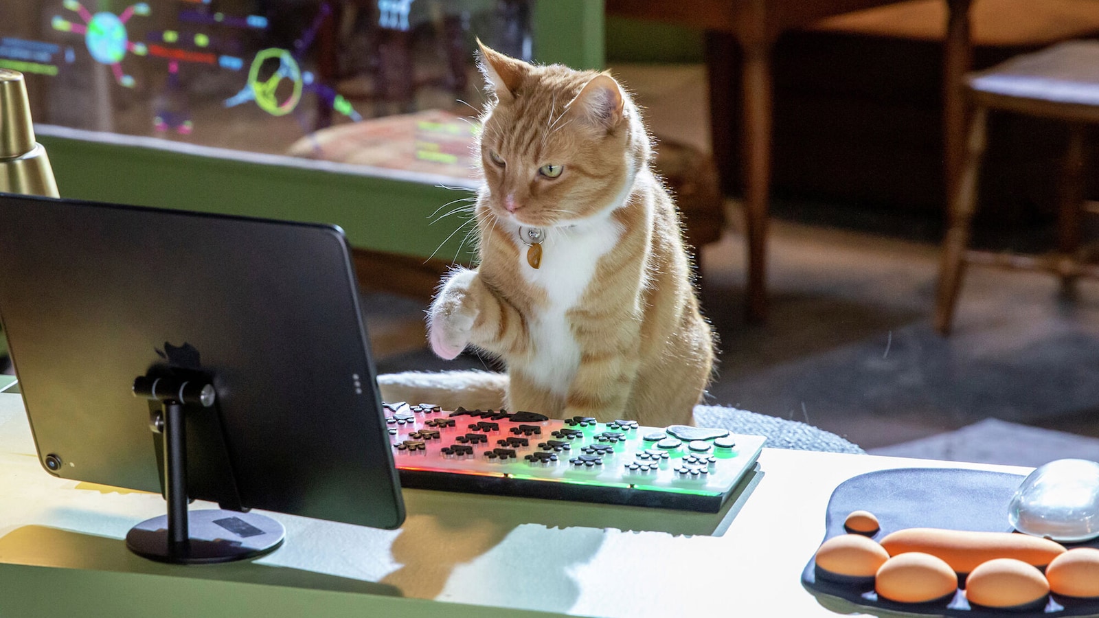 Som hund och katt: Nu tassar vi igen