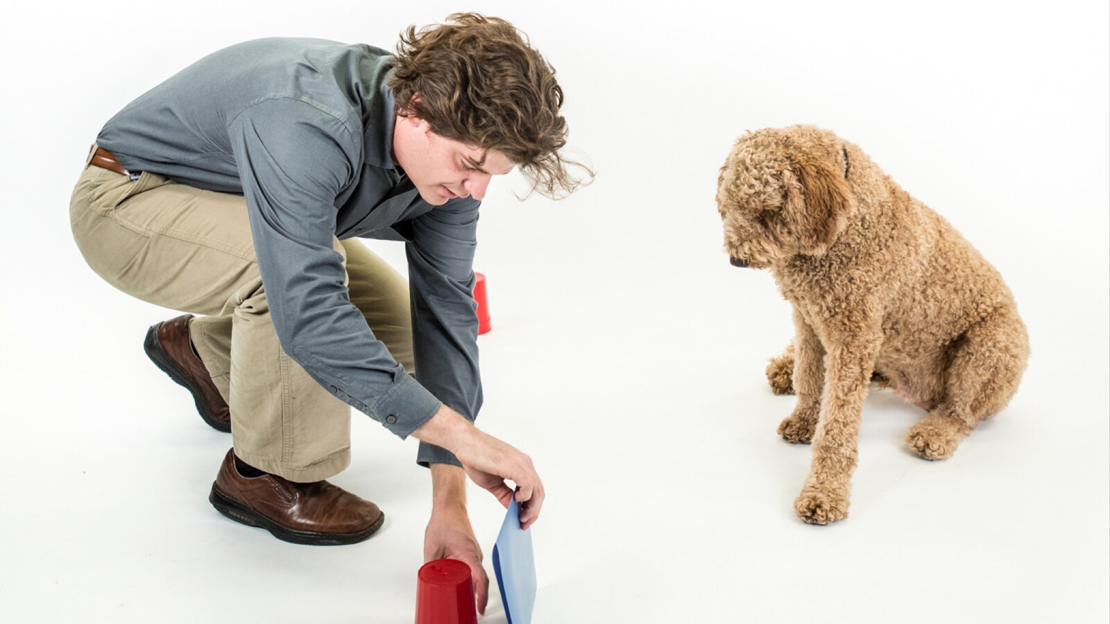 is-your-dog-a-genius