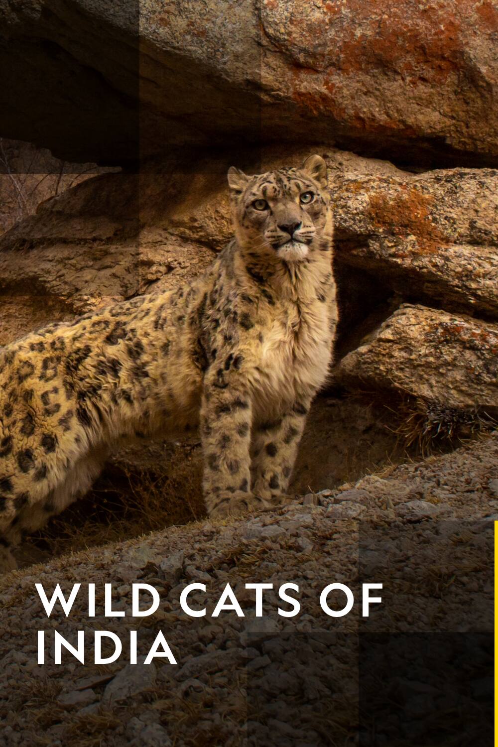 Wild Cats Of India - TV-serien På Nettet - Viaplay