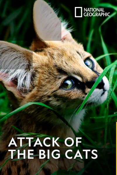 attack-of-the-big-cats-2012
