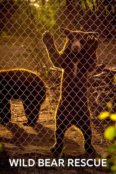 wild-bear-rescue