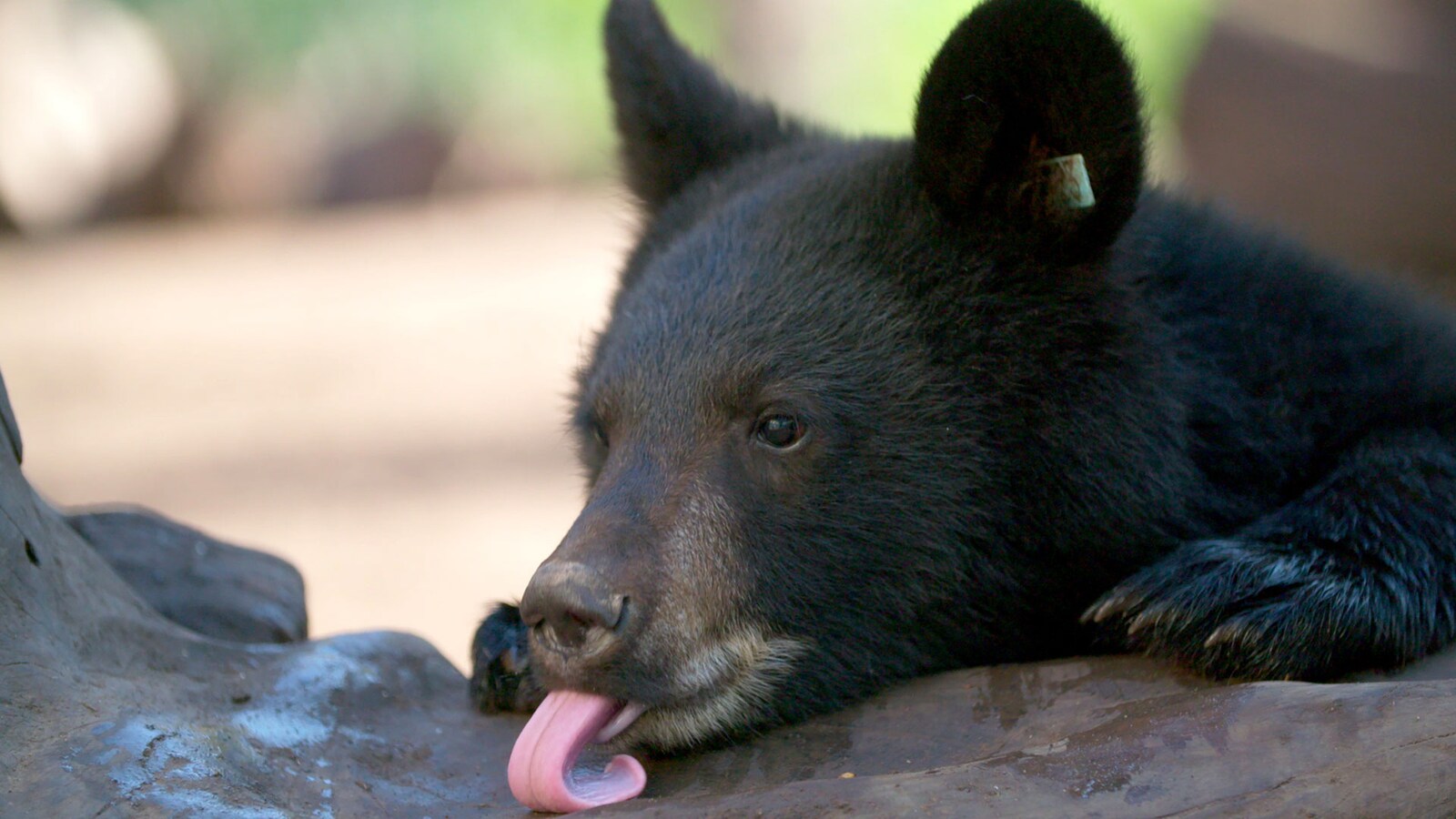 wild-bear-rescue
