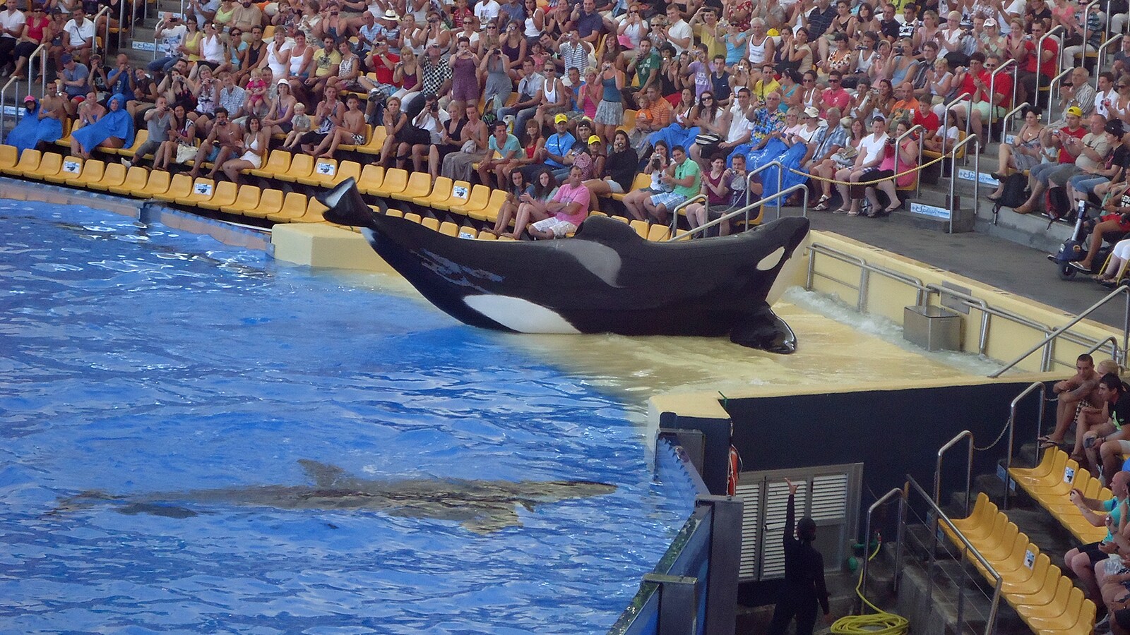 Blackfish
