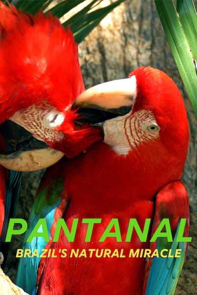 pantanal-naturens-mirakel-i-brasilien-2021