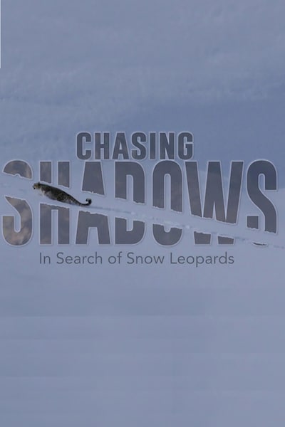 in-search-of-snow-leopards-chasing-shadows