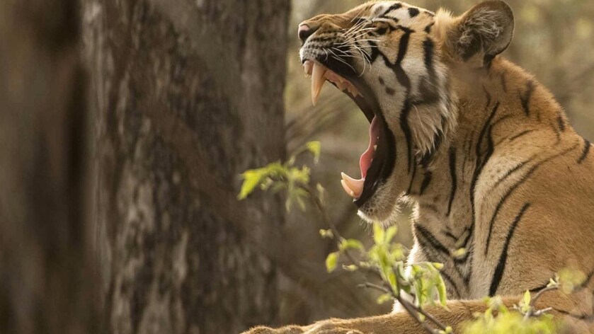 jungle king movie download jungle king movie download