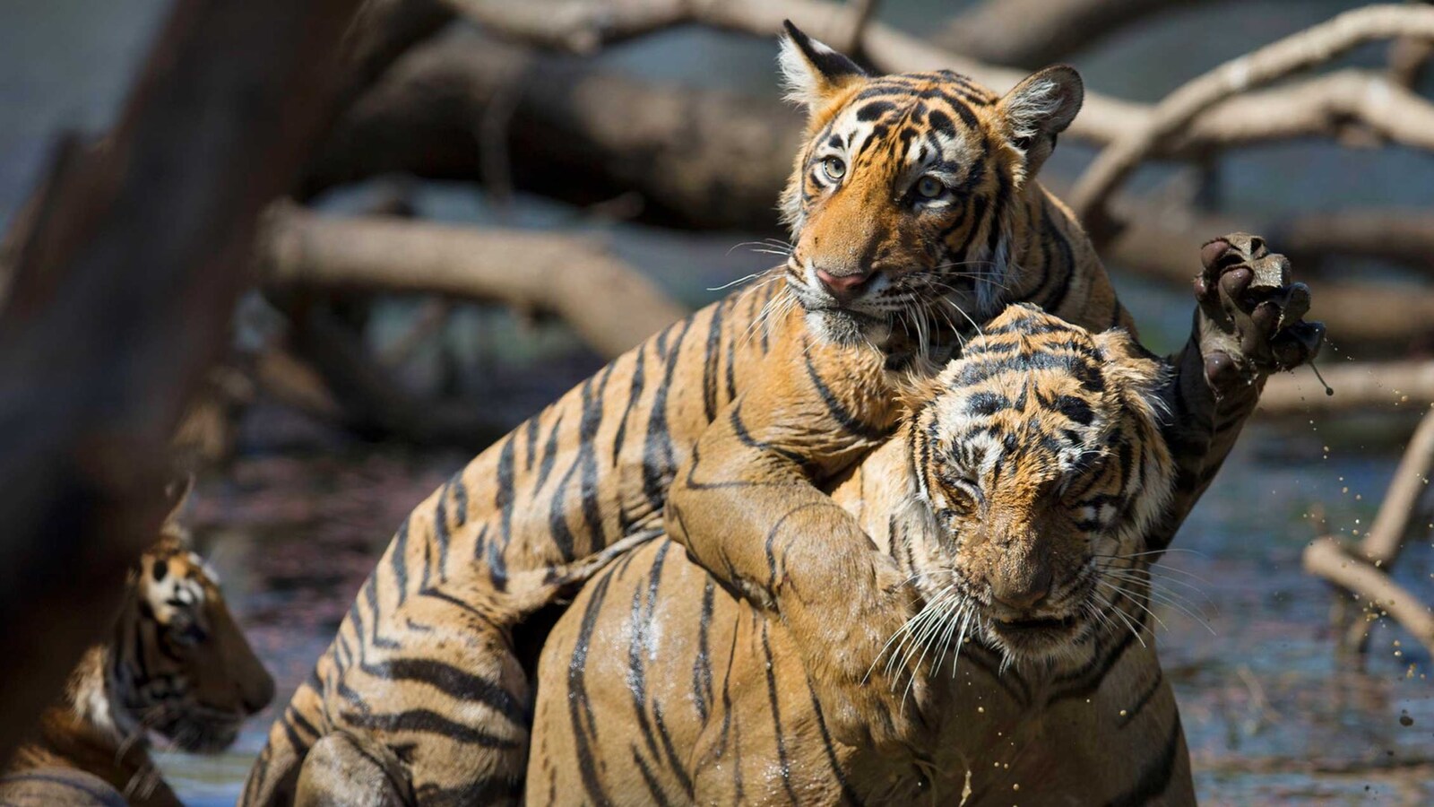 The World's Most Famous Tiger Film online på Viaplay.se