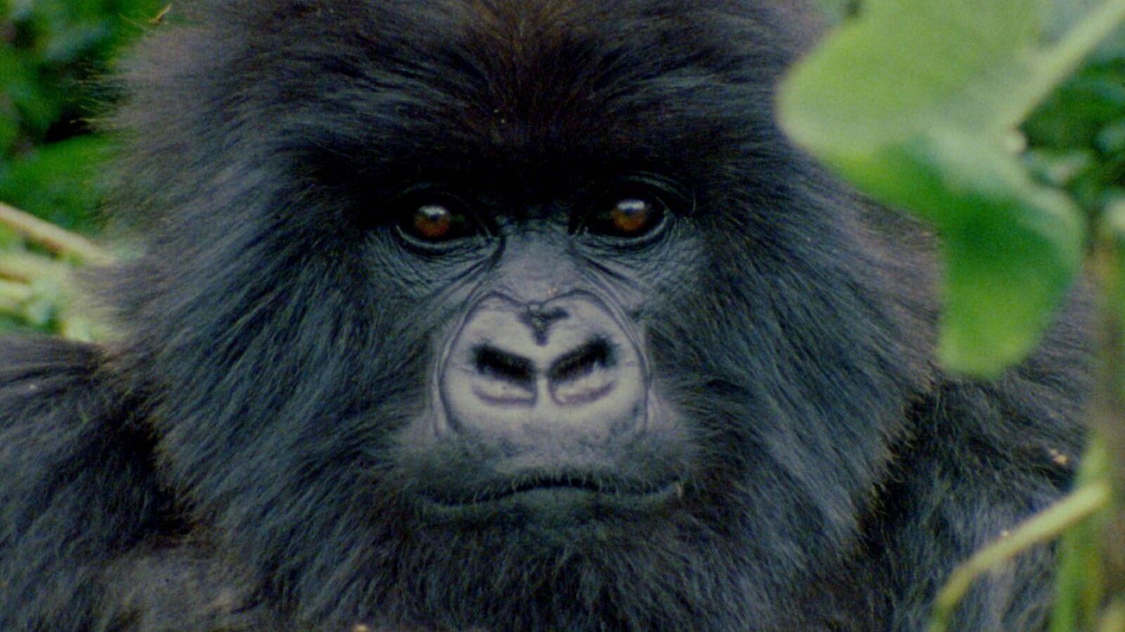 dian-fossey-secrets-in-the-mist