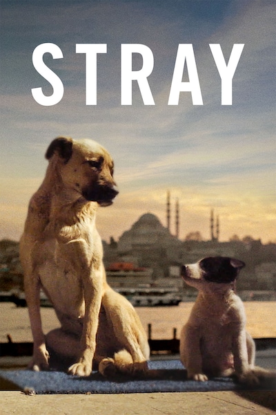 stray-2020