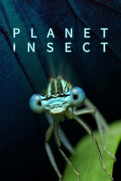 planet-insect