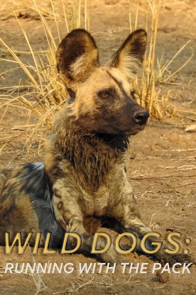 wild-dogs-running-with-the-pack