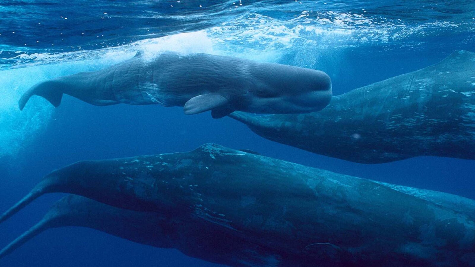 giants-of-the-deep-blue-2019