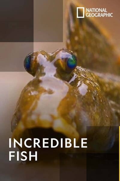 incredible-fish-2017