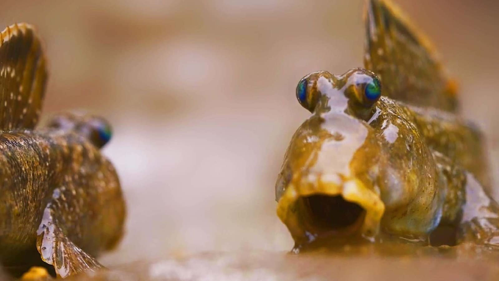 incredible-fish-2017