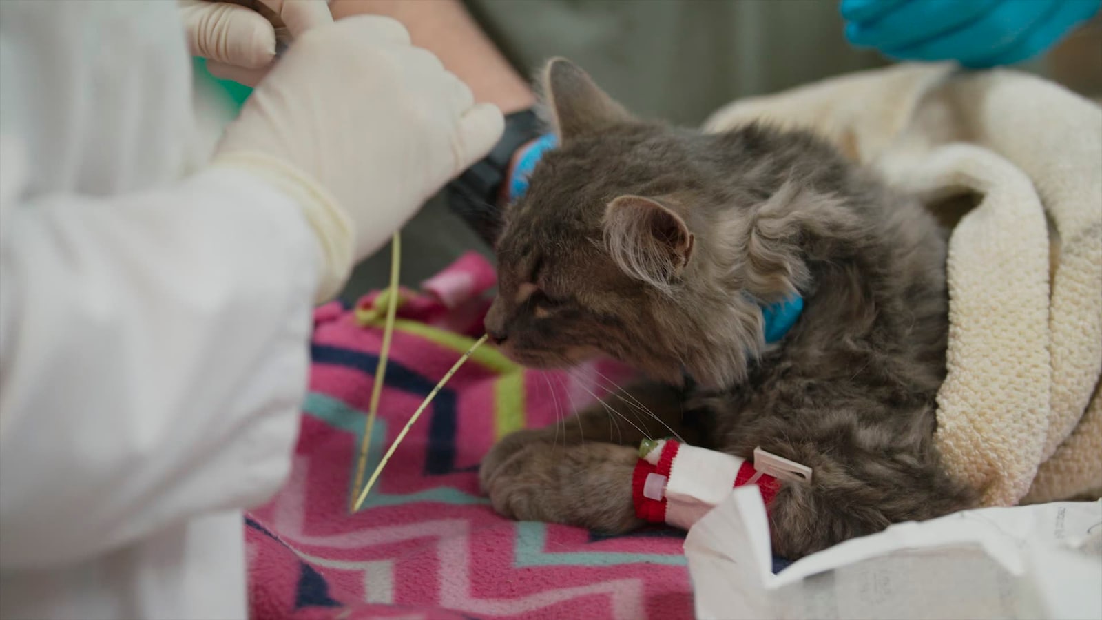 gatuveterinaren