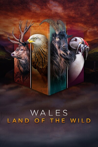 metsik-wales