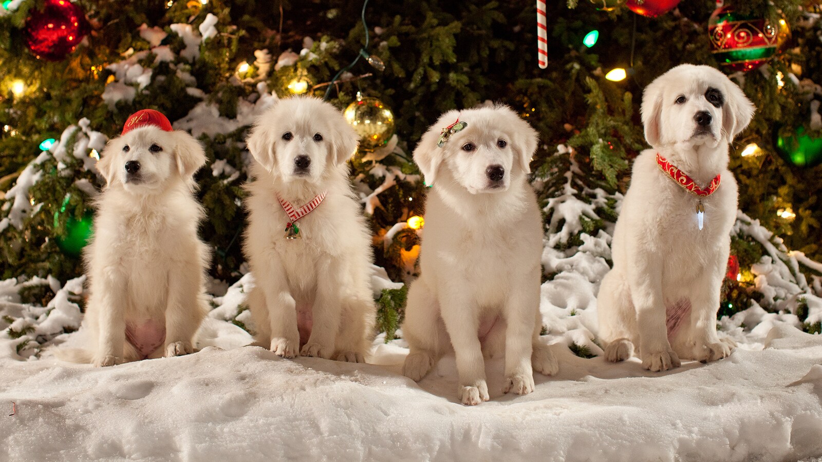 Santa Paws 2: The Santa Pups