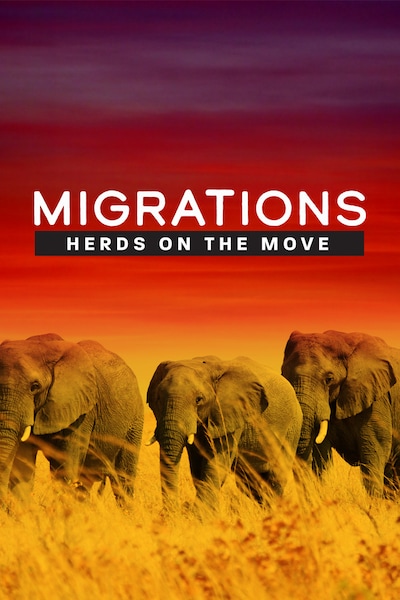 migrations-herds-on-the-move-2020