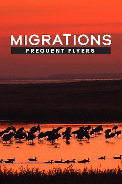 migrations-frequent-flyers-2020