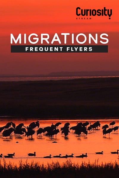 migrationer-flyttfaglar-2020