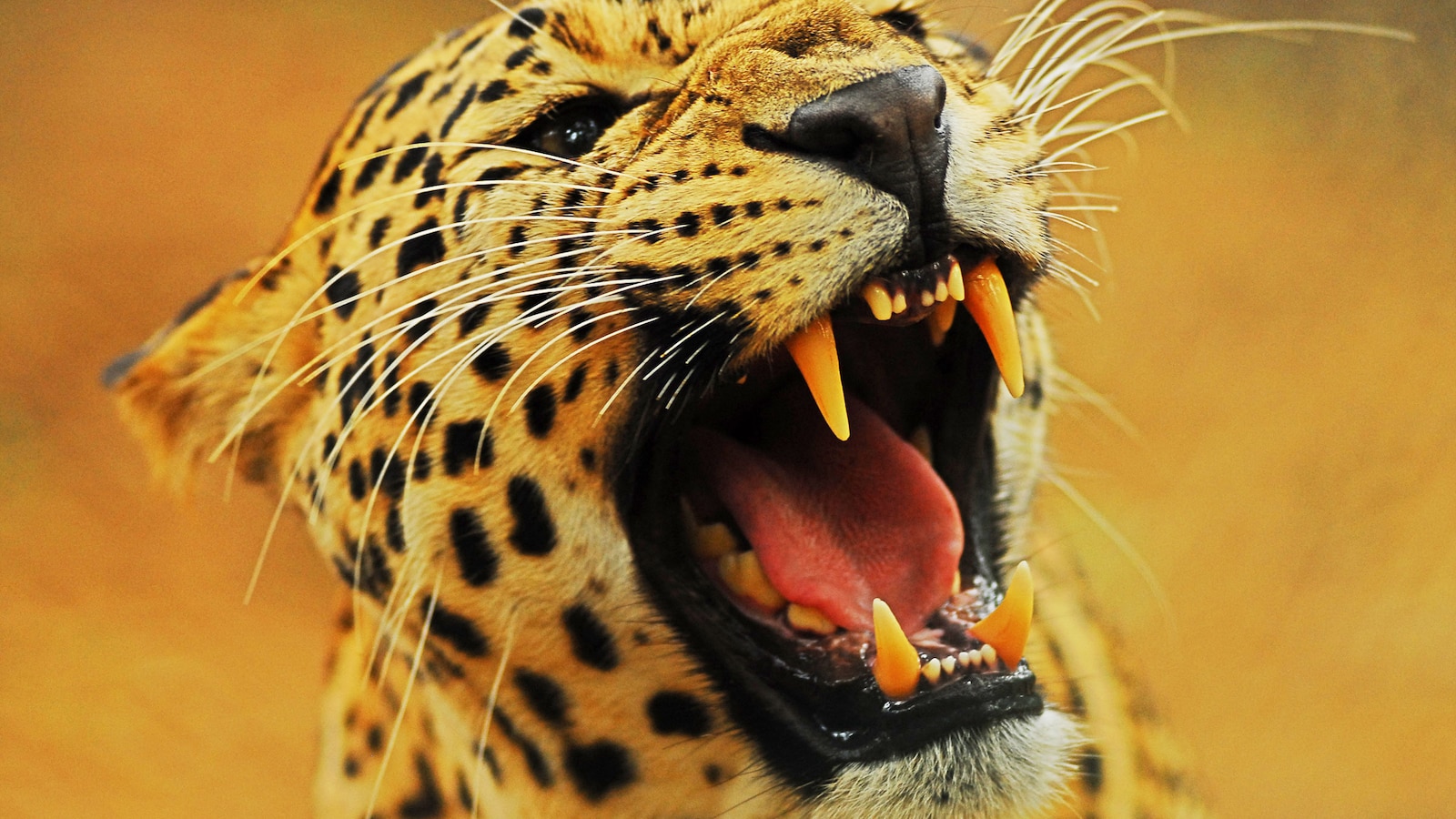 attack-of-the-big-cats-2012