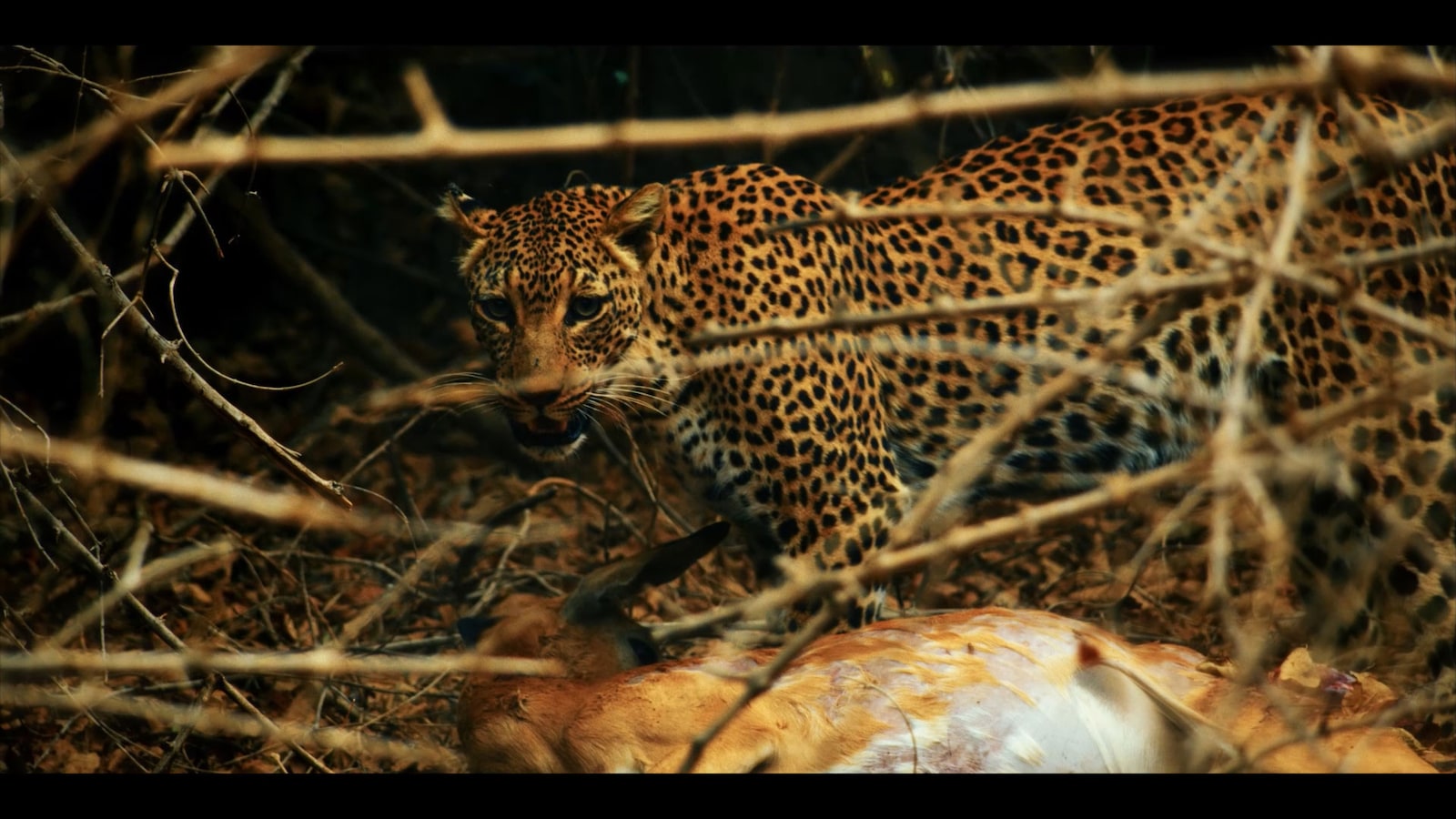 Trophy Wife: Murder On Safari