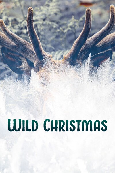 wild-christmas-2020