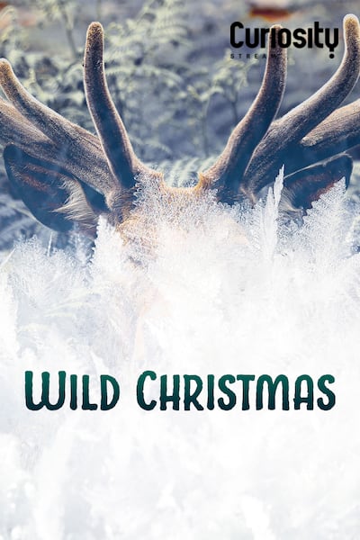 wild-christmas-2020