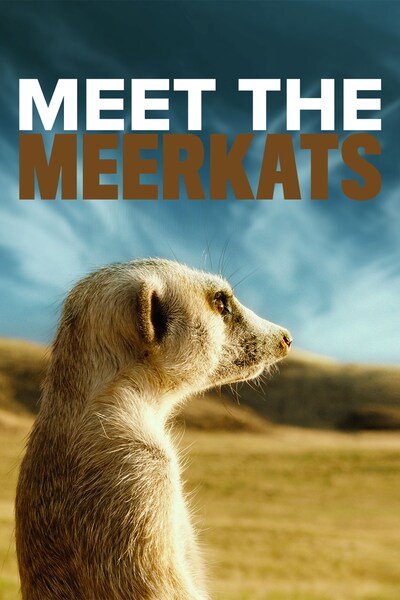 meet-the-meerkats-2022