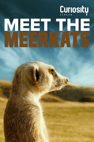 meet-the-meerkats-2022