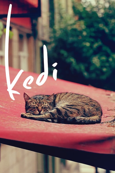 kedi-2016