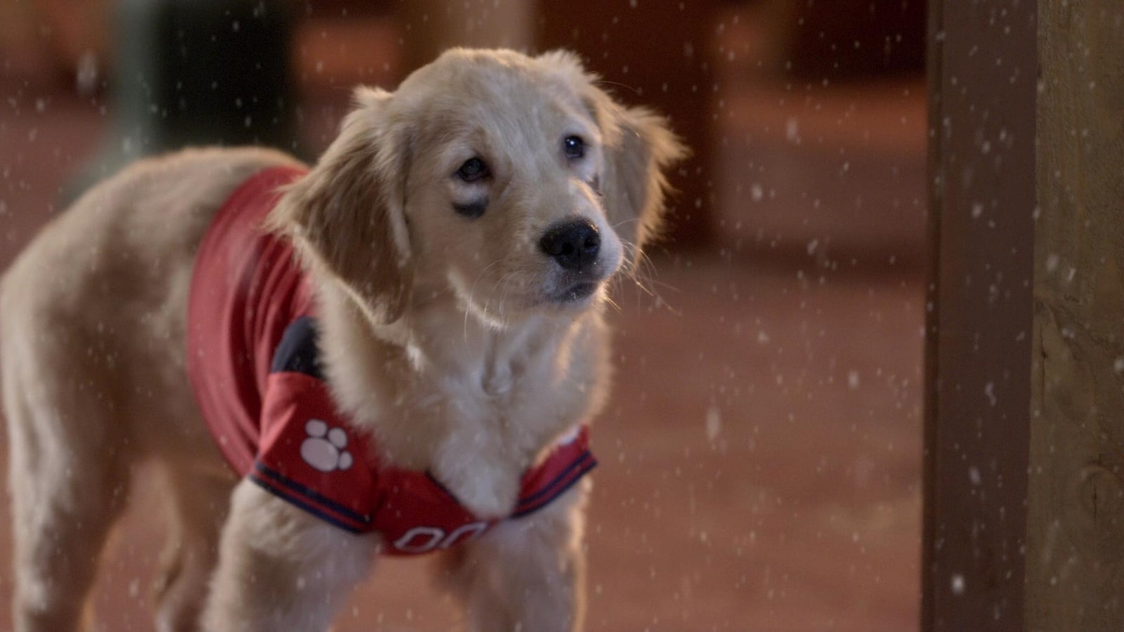 Jule-Buddie: Jagten på julehunden