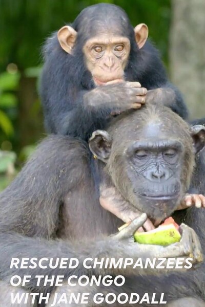 rescued-chimpanzees-of-the-congo-with-jane-goodall