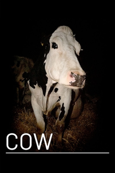 cow-2021