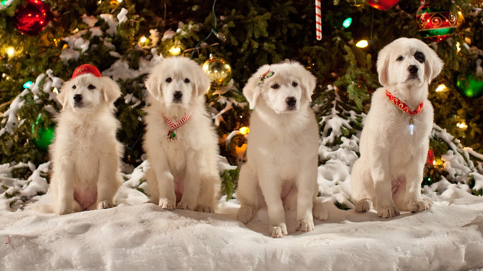 santa-paws-2-the-santa-pups-2012