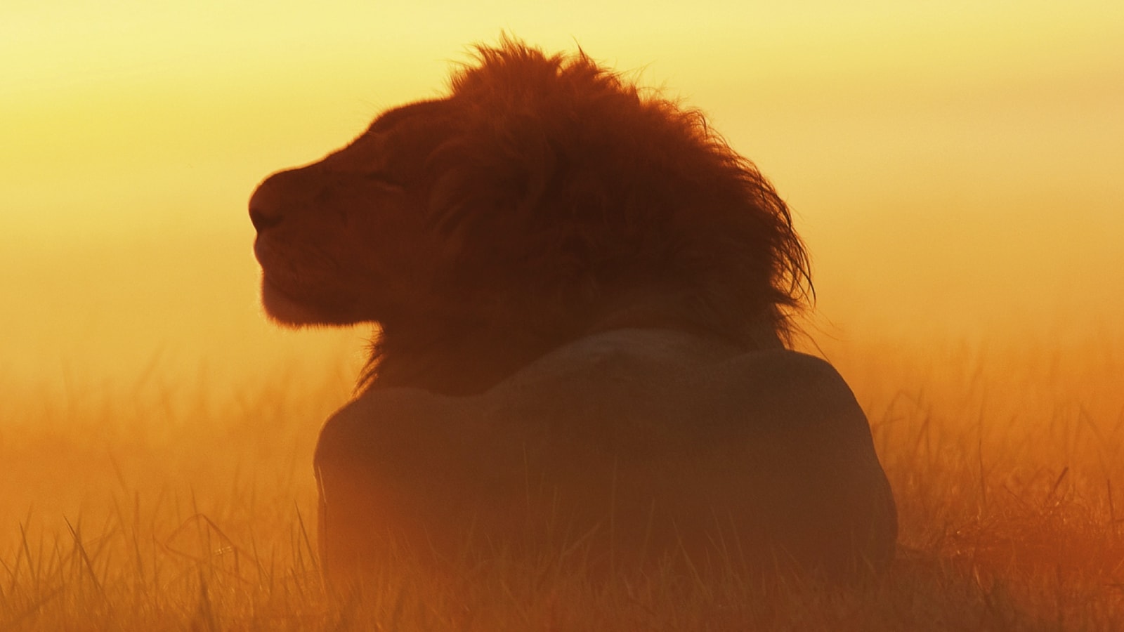 swamp-lions-2010