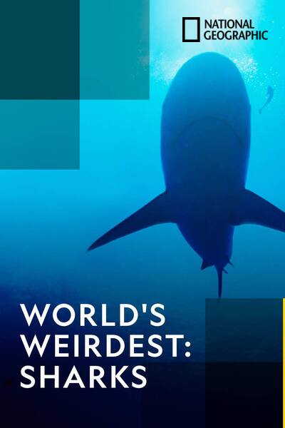 worlds-weirdest-sharks-2012