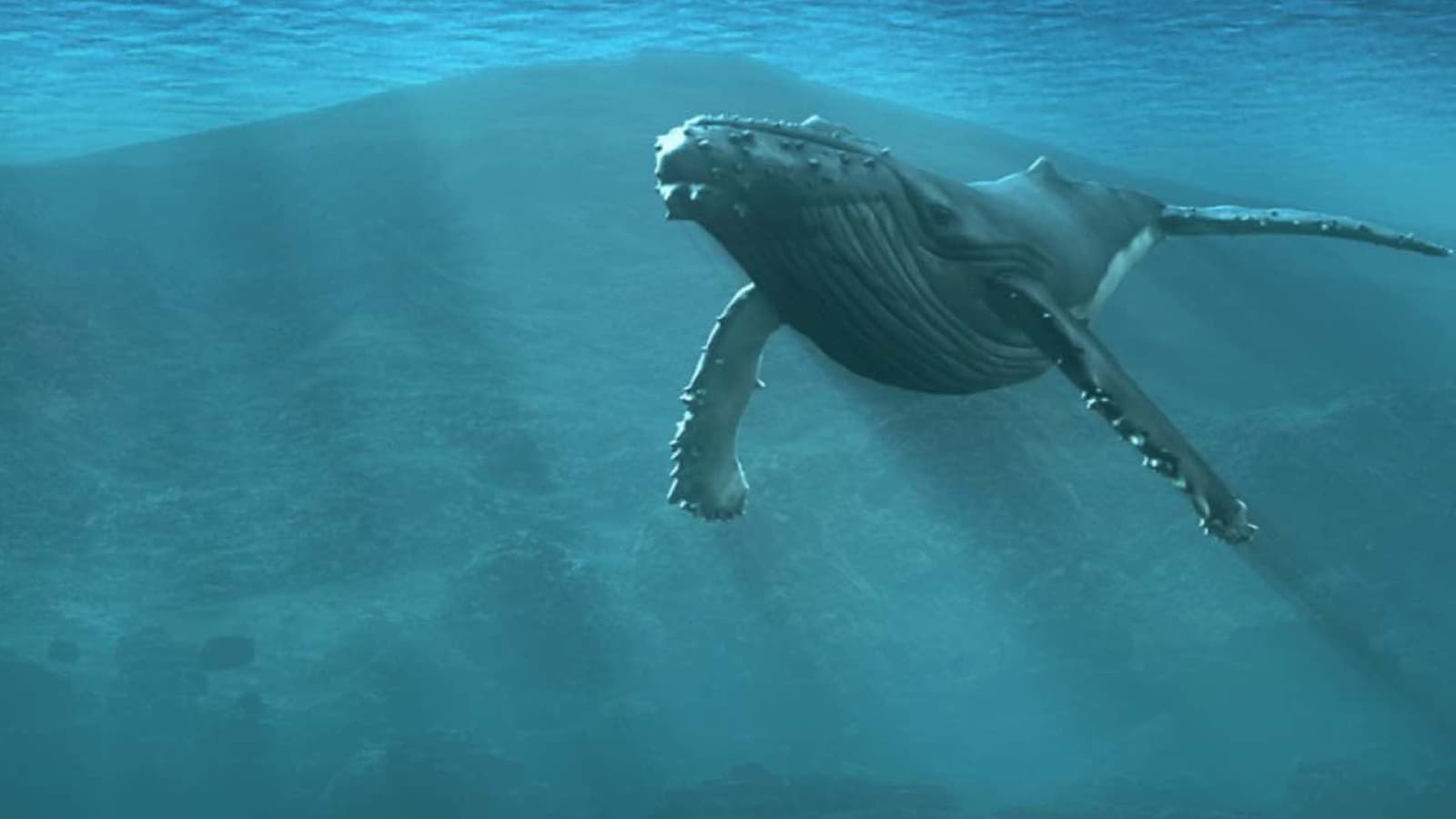 whales-of-the-deep-2017